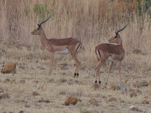 <h3><a href="/trips/safari/biota/animalia/chordata/mammalia/artiodactyla/bovidae/aepyceros melampus/aepyceros melampus-en.html">Aepyceros&nbsp;melampus</a> / Impala / Impala</h3>OM-1 Mark II with OLYMPUS M.300mm F4.0, 1/320 sec at F4.0, ISO 4000, distance 101&nbsp;m